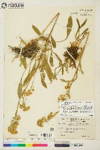 Solidago multiradiata image