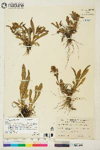 Solidago multiradiata image