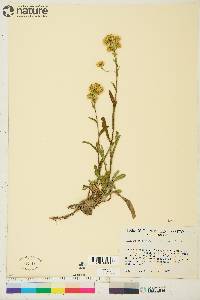 Solidago multiradiata image