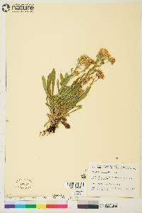 Solidago multiradiata image