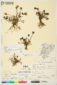 Taraxacum phymatocarpum image