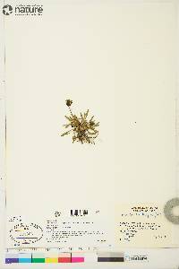 Taraxacum phymatocarpum image