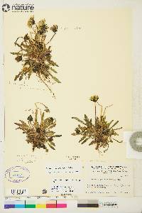 Taraxacum phymatocarpum image