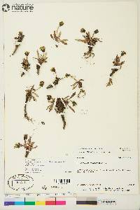 Taraxacum phymatocarpum image