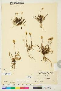 Plantago septata image