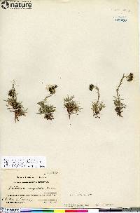 Antennaria monocephala image