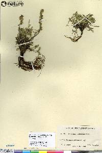 Artemisia campestris subsp. borealis image