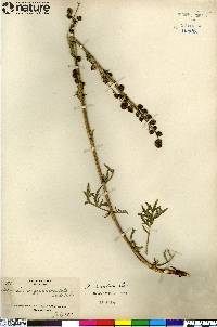 Artemisia arctica image