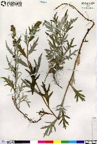 Artemisia tilesii image