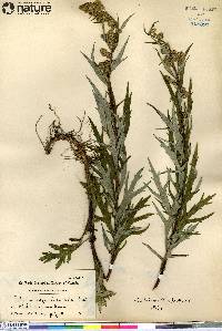 Artemisia elatior image