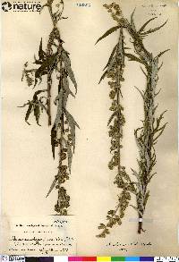 Artemisia tilesii image