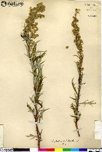 Artemisia tilesii subsp. elatior image