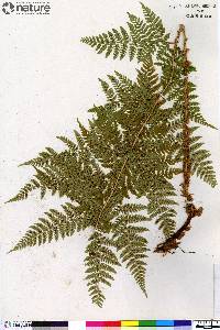 Dryopteris campyloptera image