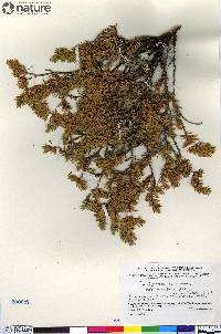 Juniperus communis var. montana image