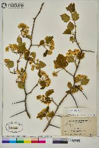 Crataegus submollis image