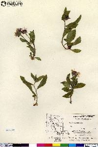 Aster sibiricus image