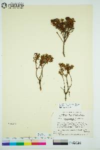 Rhododendron tomentosum image