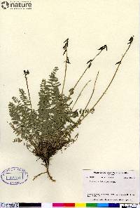 Oxytropis deflexa var. foliolosa image
