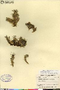 Oxytropis huddelsonii image