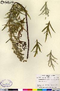 Artemisia tilesii var. elatior image