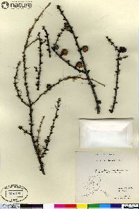 Larix laricina image