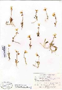 Claytonia bostockii image