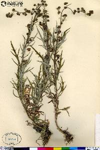 Artemisia tilesii image