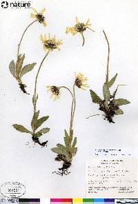 Arnica frigida image