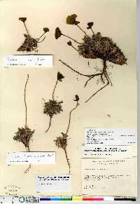 Papaver radicatum subsp. polare image