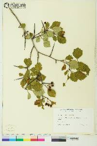 Crataegus brunetiana image