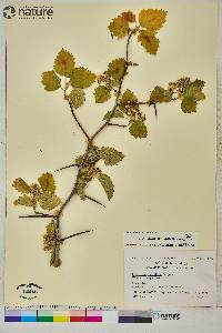 Crataegus submollis image