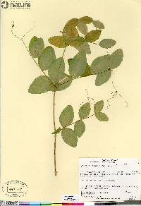 Lathyrus ochroleucus image