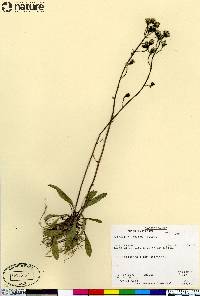 Hieracium triste image