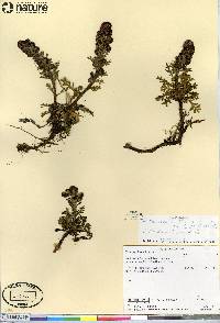 Artemisia arctica image