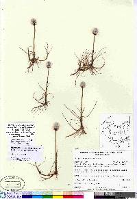 Eriophorum scheuchzeri image