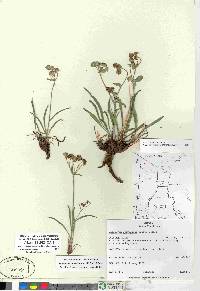 Bupleurum americanum image