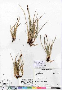 Carex scirpoidea subsp. scirpoidea image