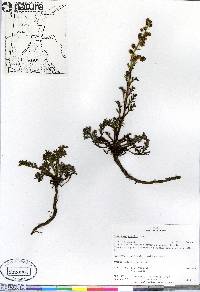 Artemisia arctica image