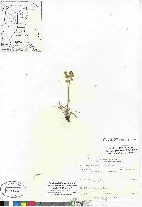 Bupleurum americanum image