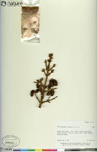 Picea mariana image