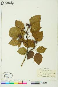 Crataegus holmesiana image