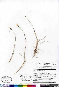 Eriophorum brachyantherum image