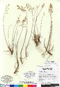 Poa arctica image