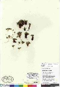 Arenaria humifusa image
