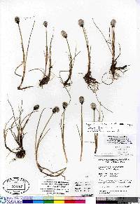 Eriophorum chamissonis image