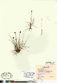 Carex maritima image