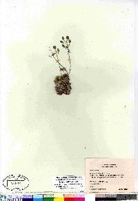 Draba simmonsii image