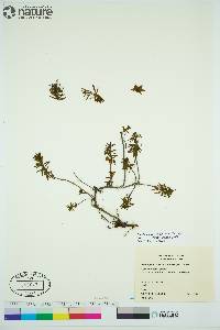 Rhododendron tomentosum image