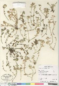 Cochlearia tridactylites image