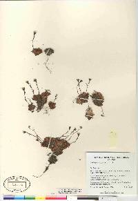 Saxifraga cespitosa image